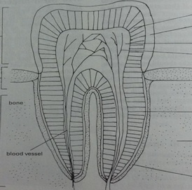 771_Diagram of Human Tooth.jpg
